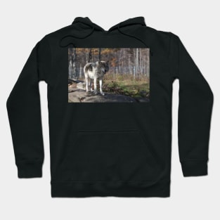 Timber wolf in the woods Hoodie